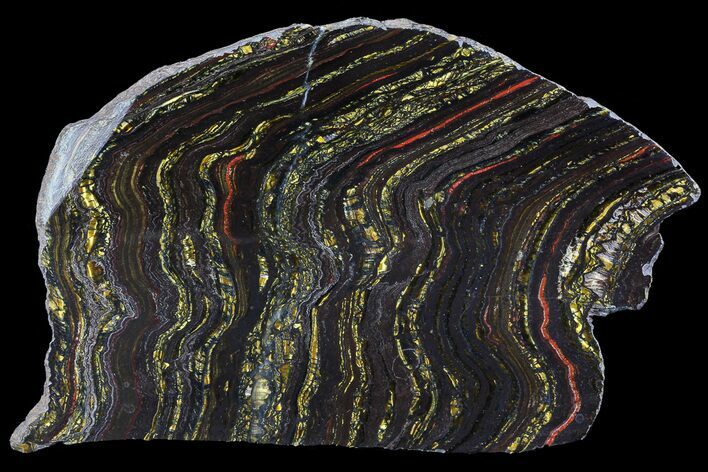 Polished Tiger Iron Stromatolite - ( Billion Years) #69778